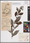 Foto von Salix cinerea L.